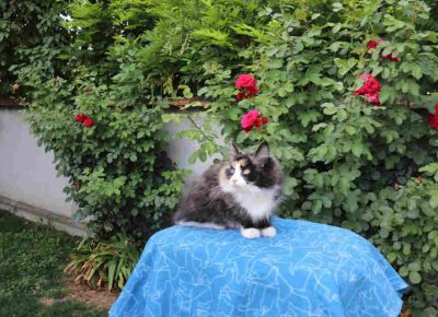 umskemace81658839918