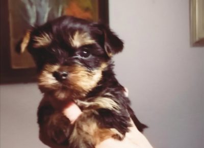 viberimage202207041134005421657043412