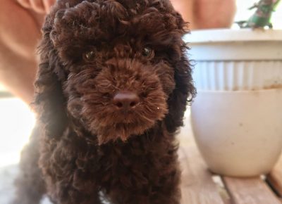 viberimage202207051012000091657201040