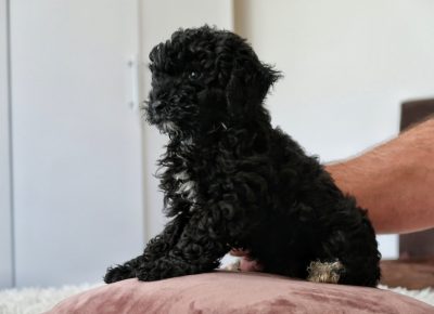 viberimage202207051013350041657201041