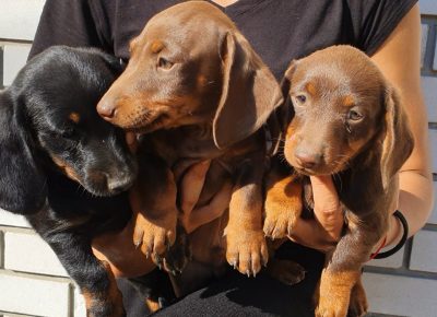 viberimage202207151728402131657977803