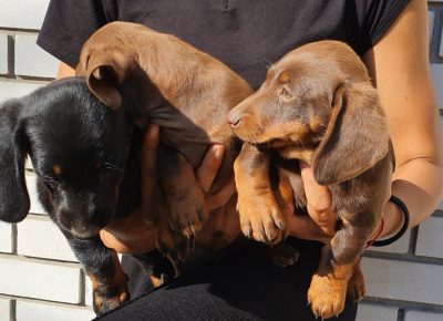 viberimage202207151728404541657977804