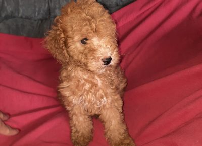 viberimage202207241735034571658738665