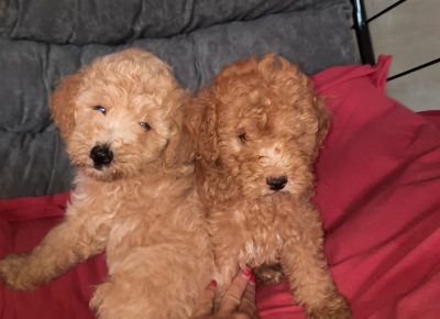 viberimage202207241735048101658738667