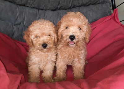 viberimage202207241735056481658738666