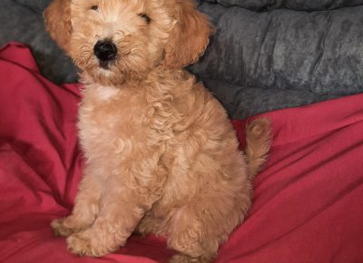 viberimage202207241735059431658738667