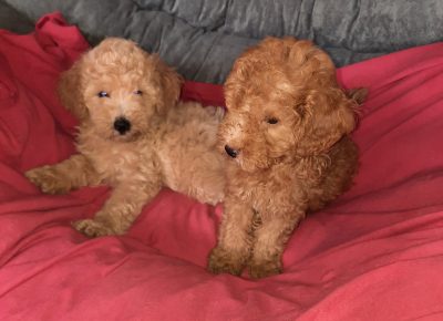 viberimage202207241735160631658738666