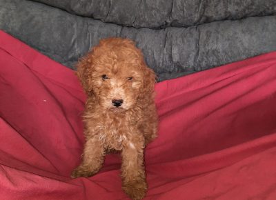 viberimage202207241737176821658738667