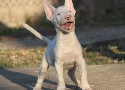 viberimage202207251321470421658851343