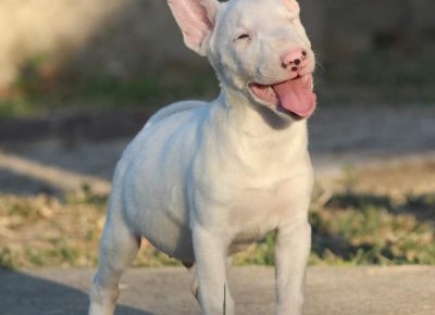 viberimage202207251322530251658851343