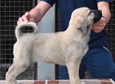 2954704485863014964326391776434895658049182n1659344191