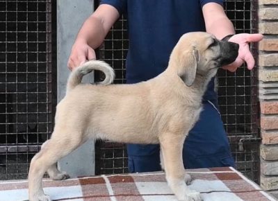 2956186074725417746845407384550079634444783n1659344191