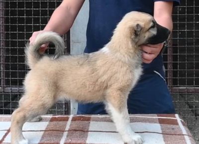 296440386923623431931659458700803079830054n1659344191