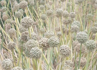 viberimage202207301620192291659389828