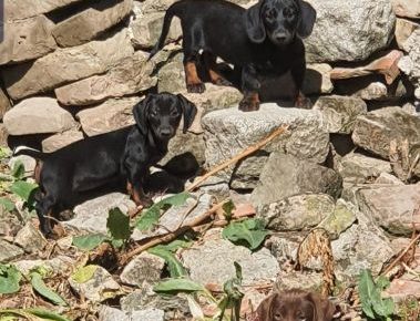 viberimage202208071451051871659982091