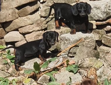 viberimage202208071451053481659982092