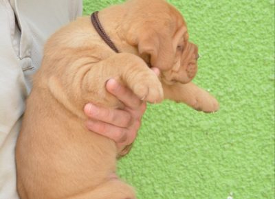 viberimage202208110814136981660330171