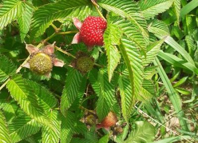 29191372832943643041311296889790911498126789n1665435673