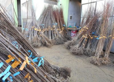 04121837361926060manja1667562843