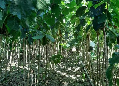 2421164171757735546945597649506311067782442n1668898440