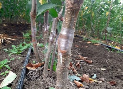 2423778075491106530296812237055697437602507n1668898417