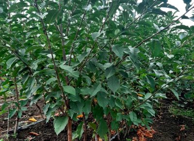 2423820415530249259083025084932133306462272n1668898421