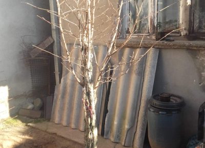 received18220109148134811669065987