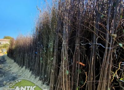 viberslika20200723234945manja1667562843