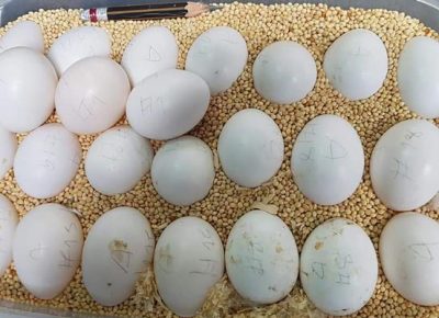 $ParrotEggs1670245750