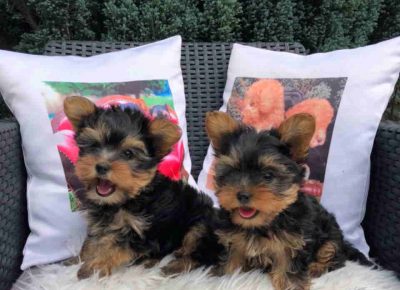 miniminic11670158627