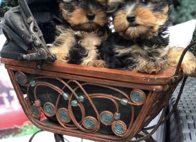 miniminic21670158627