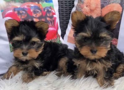 miniminic41670158628