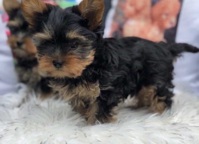 miniminic51670158627