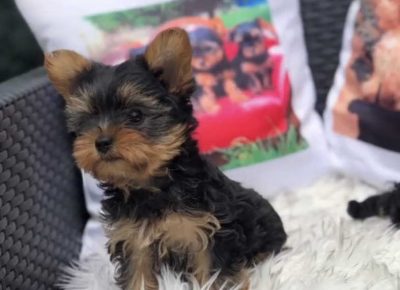 miniminic61670158628