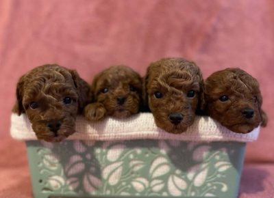 suzananiš21674636394