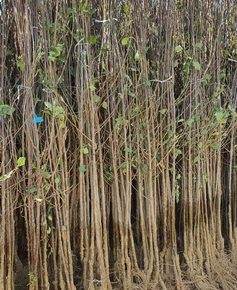 viberslika20221010223640253manja1674956013