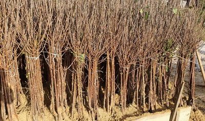 viberslika20221010223640288manja1674956013