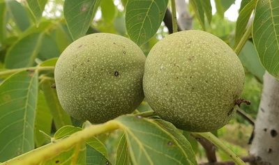 viberslika20221010223640332manja1674956014