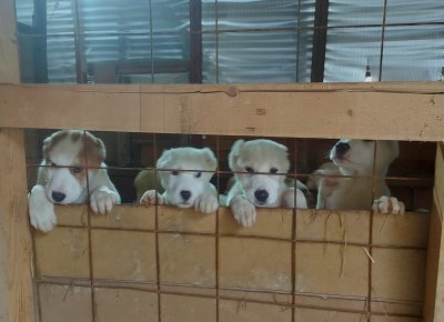 202302041452131676056287