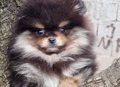 IMGc6b2e4af39a3c8687c69a6499b840eedV1675412648