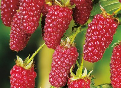 0523lms1.rvf11679089827