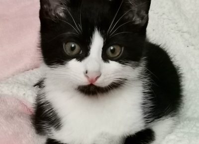 IMG95a2138b1bd4fba1a17cb8a25ef82b89V1679210268