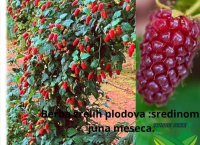 TajberiRubusTayberryslikaO1285586251679089806