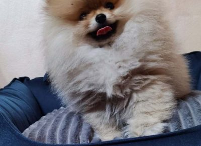 boomirčeta11677958226