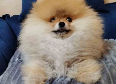 boomirčeta31677958226