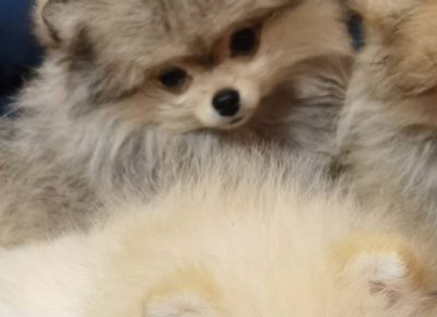 boomirčeta51677958227