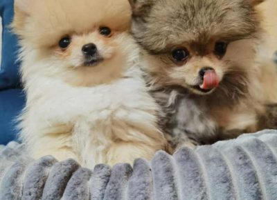 boomirčeta61677958227