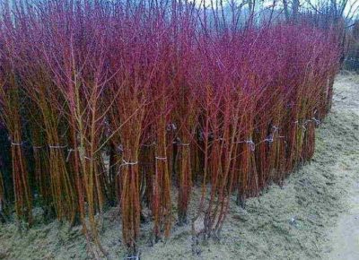 draganras11678128813