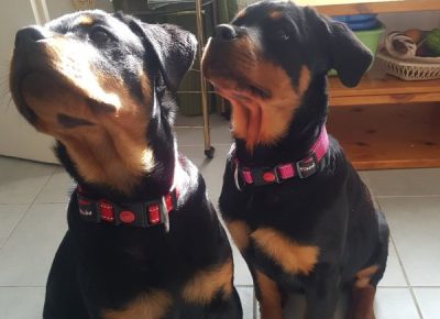 viberimage202304031020259941680799565