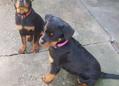 viberimage202304031020261731680799566